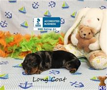 dachshund puppy posted by little paws kennel